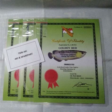 Galeri foto jual chips dan sertifikat arwana golden red murah tawarkan anti gagal paket streaming sebelum promo habis di area member verifikasi